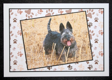 Puppy Dog Papers, Pack of Six Sheets by Marion Kimberley-Scott