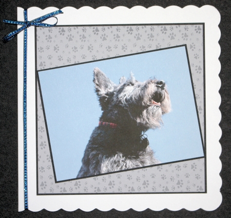 8x8 Pawprint Backgrounds by Marion Kimberley-Scott