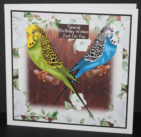Budgie Love 7x7 Quick Card by Marion Kimberley-Scott