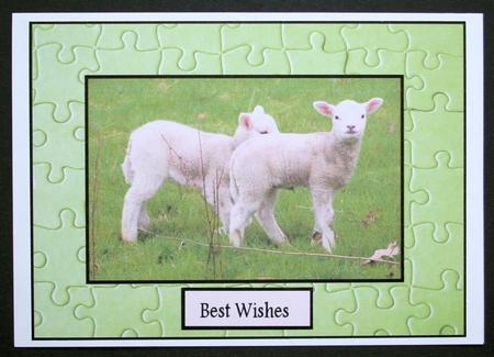 Little Lambs by Marion Kimberley-Scott