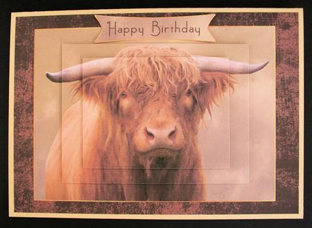 Highland Bull Oil Painted Quick Card by Marion Kimberley-Scott