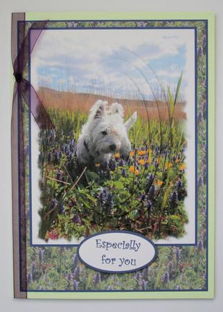 Murphy Amongst the Wildflowers by Marion Kimberley-Scott
