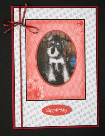 Cute Little Dog by Marion Kimberley-Scott