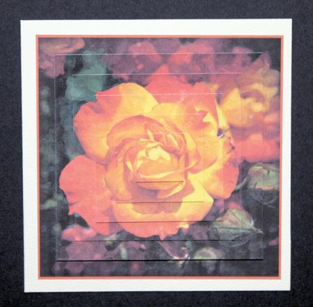 A Rose for All Occassions Watercolour Bumper Kit by Marion Kimberley-Scott