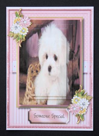 Gorgeous Little Pooch in His Basket  by Marion Kimberley-Scott