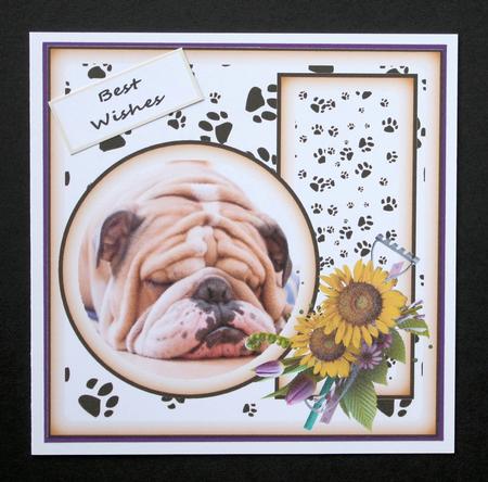 All About Dogs by Marion Kimberley-Scott