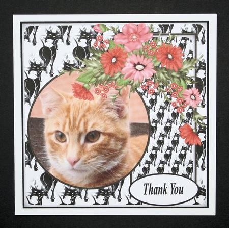 Felines by Marion Kimberley-Scott