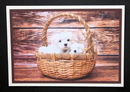 Cute Puppies in Basket Scalloped Pyramid by Marion Kimberley-Scott