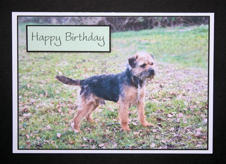 Border Terrier Card Fronts Sh0075 by Marion Kimberley-Scott