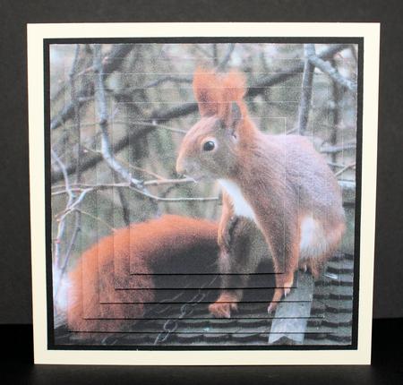Because We Love Furries - Gorgeous Red Squirrel 2 Insert+tag by Marion Kimberley-Scott