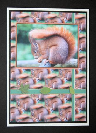 The Red Squirrel by Marion Kimberley-Scott