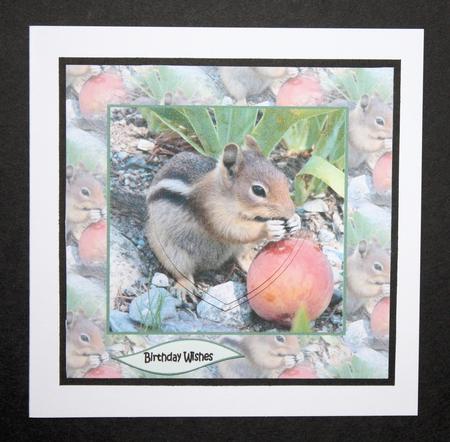 Squirrel by Marion Kimberley-Scott
