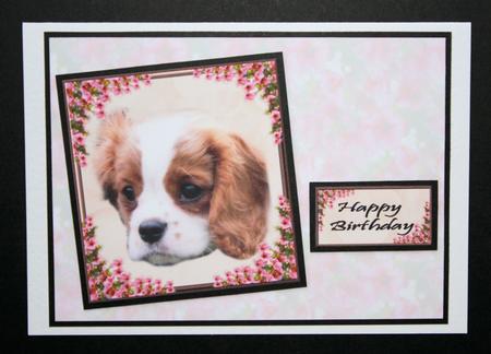 Bertie on Rose Background by Marion Kimberley-Scott
