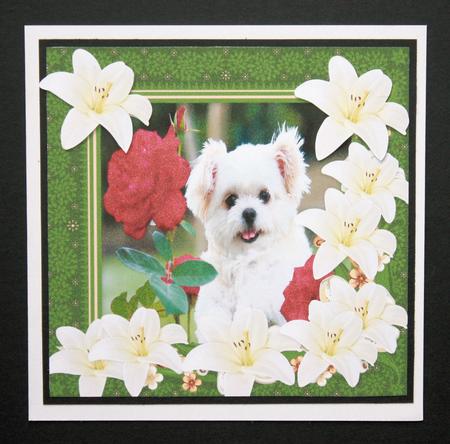 Puppy Love Bug by Marion Kimberley-Scott