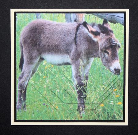 Because We Love Furries - Pretty Donkey Foal +tag+ by Marion Kimberley-Scott