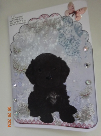 cockerpoo pup by Marion West