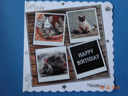 CUTE CATS 6X6 by Marion West
