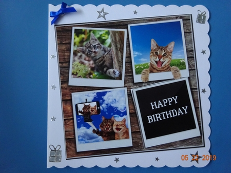 FUNNY CATS 6X6 by Marion West