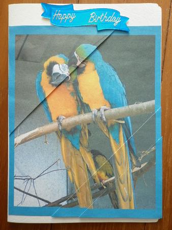 Macaws Corner Pyramid Card by Marion West