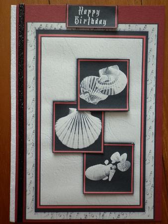 Black and Cream Collection Shells by Marion West