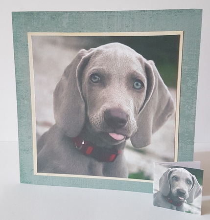 Furry Friends & Familiars - Puppies - Weimaraner +insert+tag by Mary Brunton