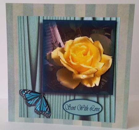 Yellow Rose by Mary Brunton