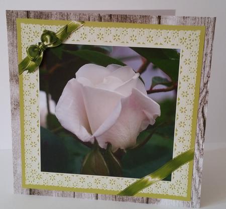 Ribbons and Lace - White Rose by Mary Brunton
