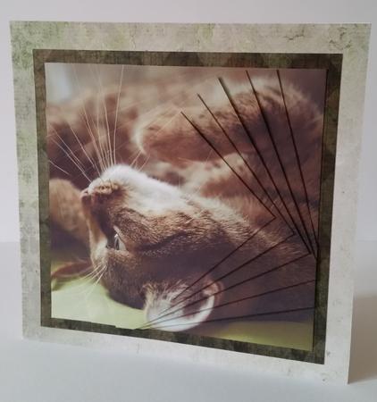 Furry Friends & Familiars - Cats - Rollin with the Catnip + by Mary Brunton