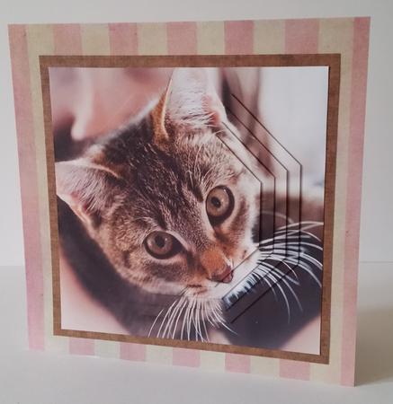 Furry Friends & Familiars - Cats - Hugs Please +insert & Tag by Mary Brunton