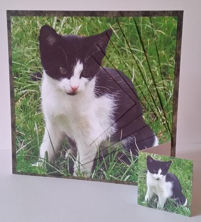 Furry Friends & Familiars - Kitten - Garden Exploration +tag by Mary Brunton