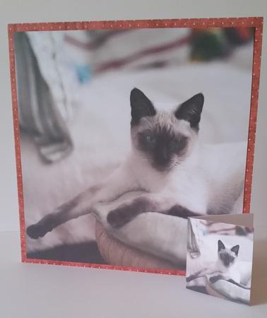 Furry Friends & Familiars - Cats - Siamese Chillaxing +tag+ by Mary Brunton