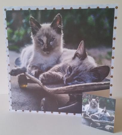 Furry Friends & Familiars Cats Scateboard for Cats + Tag + by Mary Brunton