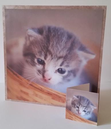 Furry Friends & Familiars-kittens-you Sure This Isn't Mine + by Mary Brunton