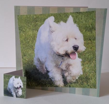 Furry Friends & Familiars - Dog - West Highland Terrier Tag+ by Mary Brunton