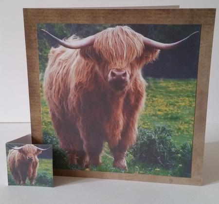 Because We Love Furries - Highland Cattle Breed +insert+tag by Mary Brunton