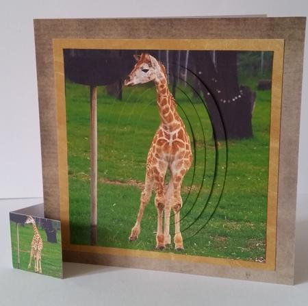 Because We Love Furries - Baby Giraffe + Insert & Tag by Mary Brunton