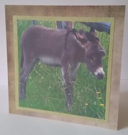 Because We Love Furries - Pretty Donkey Foal +tag+ by Mary Brunton