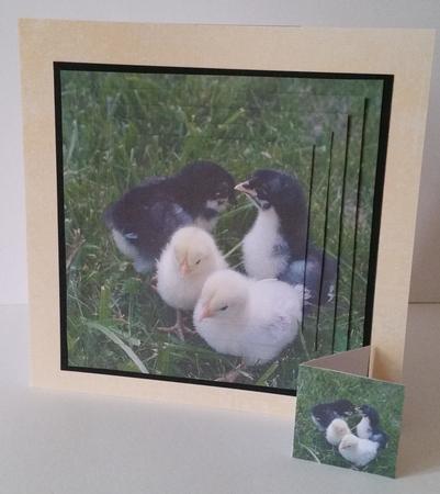 Spring Time - Eostra - Easter - Chicks + Insert & Tag by Mary Brunton