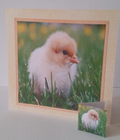 Spring Time - Eostra Easter - Chick +insert & Tag by Mary Brunton
