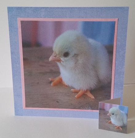 Spring Time - Eostra Easter - Chick +insert & Tag by Mary Brunton