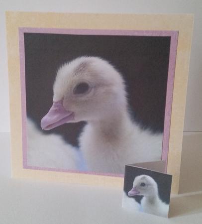 Spring Time - Eostra Easter - Duck Chick +insert & Tag by Mary Brunton