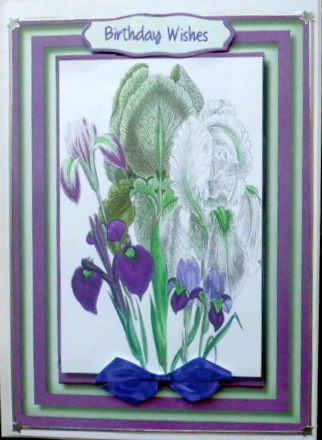 Beautiful Irises on Green and Lilac by Mary Murphy