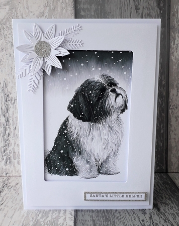 A Shih Tzu looking up at the snow by Mary Thomsen