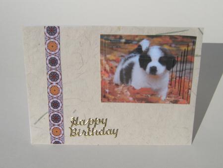 Baby St Bernard by Megan Megan