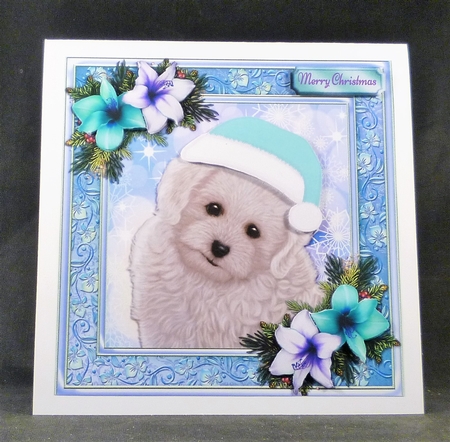 Adorable Bichon Frise With Blue Hat 8x8 by Michelle Chivers