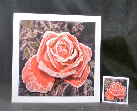 Winter - Frosted Red Rose - Decoupage + Insert & Tag by Michelle Chivers