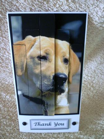 Panelled Labrador by Michelle Chivers