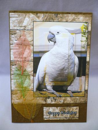 Duo Pyramid Colour and Black and White Alternate Cocky by Michelle Chivers