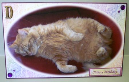 Let Sleeping Cats Lie -  by Michelle Chivers