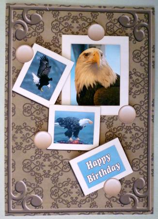 The Bald Eagle by Michelle Chivers